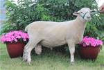 Sheep Trax Magnus 396M